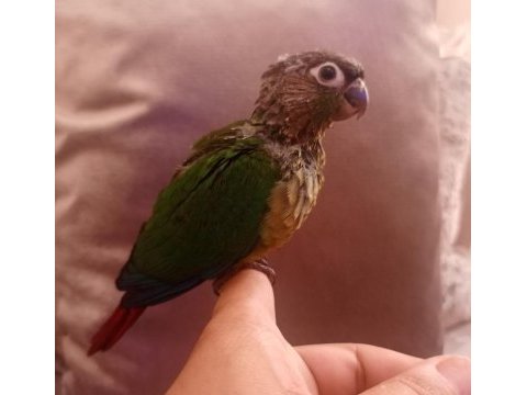 El besleme konur bebek