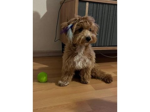Maltipoo 7 aylık