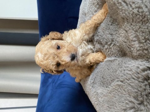 Zeka küpü toy poodle 2 aylık erkek veteriner kayıtlı