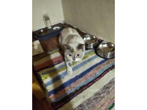 Sevecen ve oyuncu british shorthair yuvasını arıyor