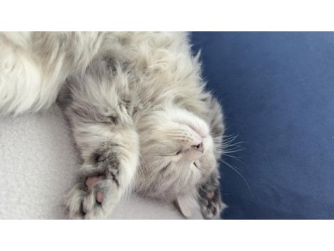 2.5 aylık erkek british longhair kedim