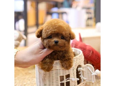 Gülen surat oyuncak yapılı poodle bebişlerim