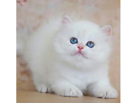 Uzun tüylü mavi göz ns1133 british longhair