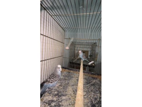 Muhabbet kuşu sahiplendirmek bizim işimiz