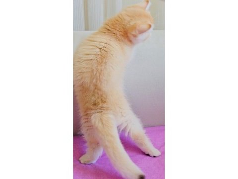 British shorthair çikolata kız