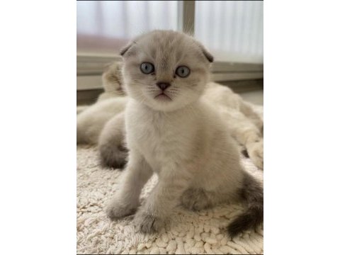 Scottish fold silver