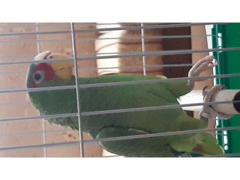 Amazon papagani