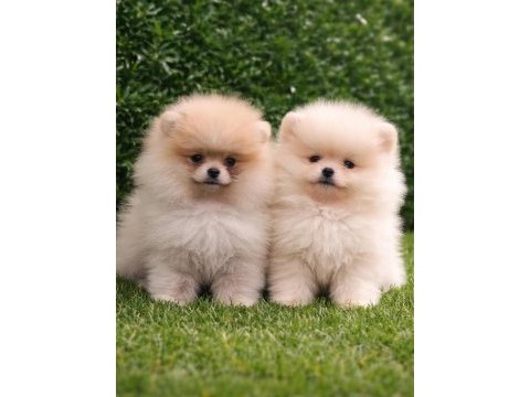 Dişi ve erkek pomeranian boo