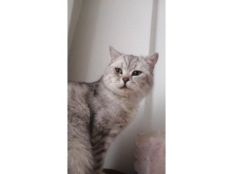 British shorthair kedisi