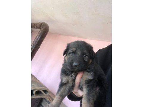 Yüksek kalitede safkan alman kurdu