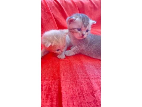 British shorthair