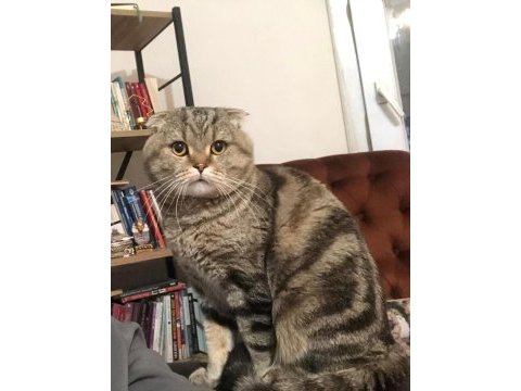 Sahiplendirilecek yetişkin sakin scottish fold