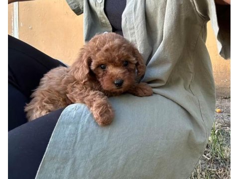 Ruhsatlı köpek çiftliğinden toypoodle yavrularımız 