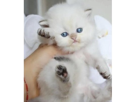 British longhair kedisi