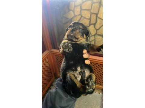 Anne baba a scrli rottweiler yavrular