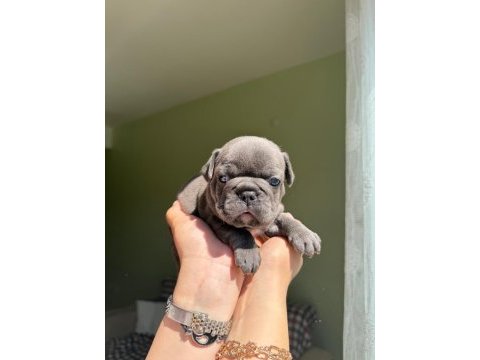 Acil lilactan merle ve blue french bulldog yavrularımız