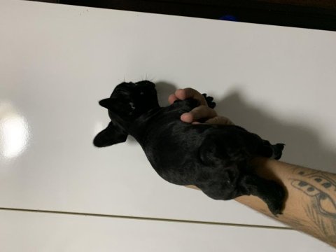 Black french bulldog