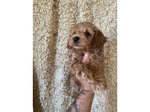 Kilo garantili toy maltipoo yavrumuz