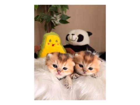 Golden british shorthair bebekler