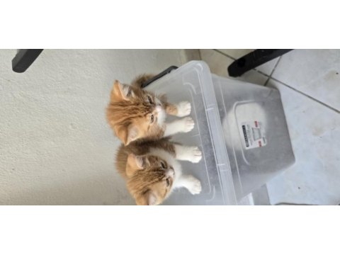 3 adet tatlı bücür kediler