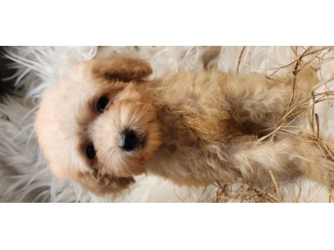 Veteriner teknikerinden toy poodle