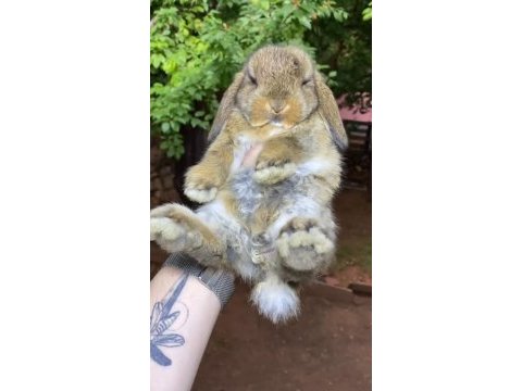 Safkan mini lop tavşan