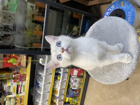 British shorthair yavrumuz