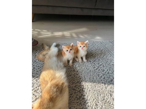 Ankranın en güzel ny12 golden british shorthair yavruları