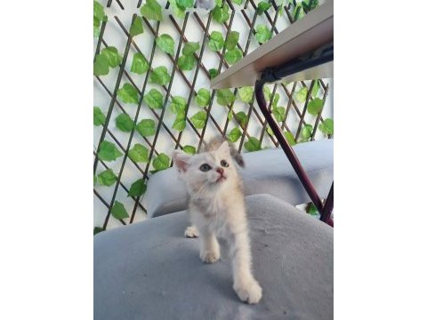 Pembe burun yeşil göz british shorthair prenses