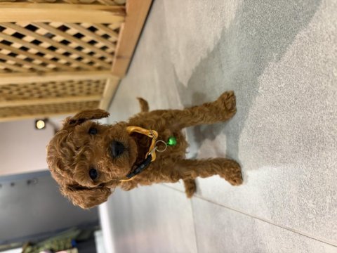 Mükemmel güzellikte teacup poodle yavrular