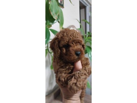 Kore kan toy poodle