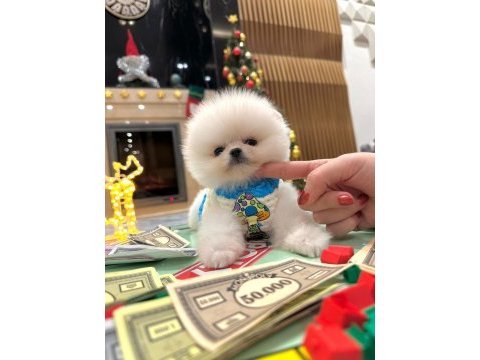 Show kalite ayı surat pomeranian boo yavrular