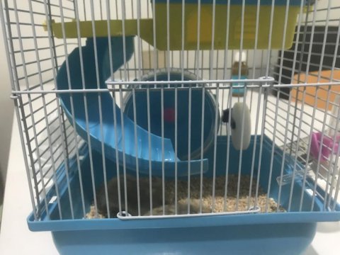 2 bebek hamster kafesiyle birlikte