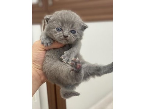 Yavru british scottish kediler