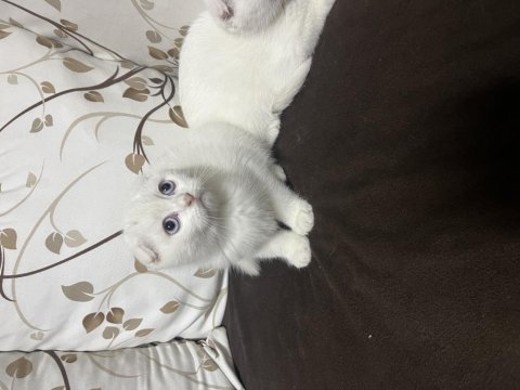 Scottish fold yavruları