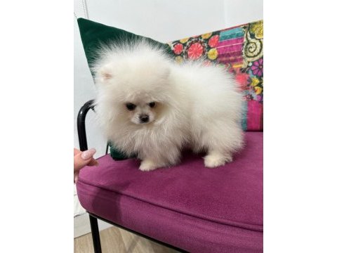 Ankaranın en kaliteli ayı suratlı pomeranian yavruları