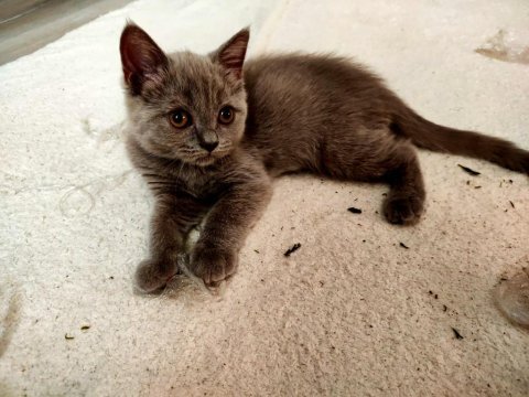 Moka ya yuva arıyoruz british shorthair