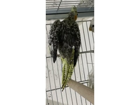 2 aylık erkek yavru sultan papağanı eğitime açık
