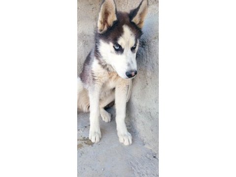 Sibirya kurdu 9 aylık sahibinden