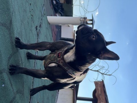 Dişi tecrübeli french bulldog