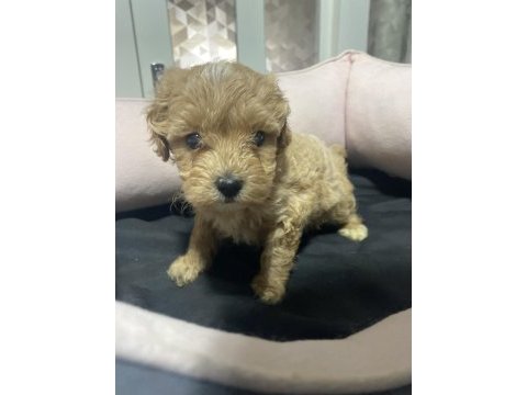 3.5 kg garantili maltipoo yavrular