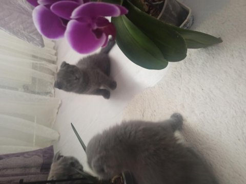Orjinal scottish fold yavru isteyenler son kalan yavrular