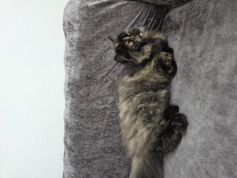 British longhair sahiplendirme