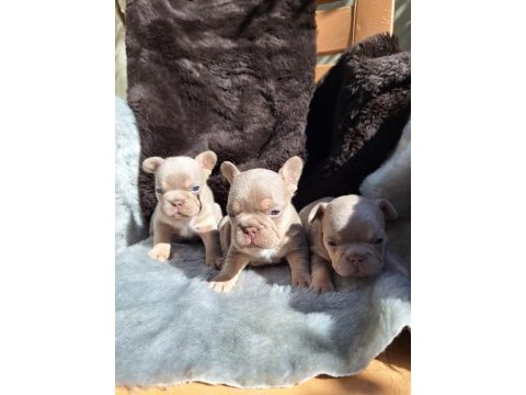 New shade isabella erkek french bulldog yavrular