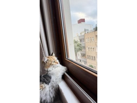 Tekir kedimiz acil yuva aranıyor