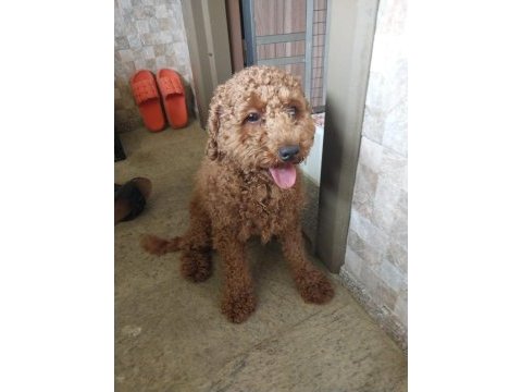 Satılık toy poodle alıcısına hayırlı olsun