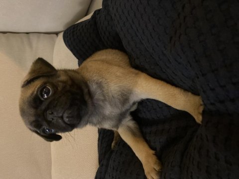 Pug bebekler