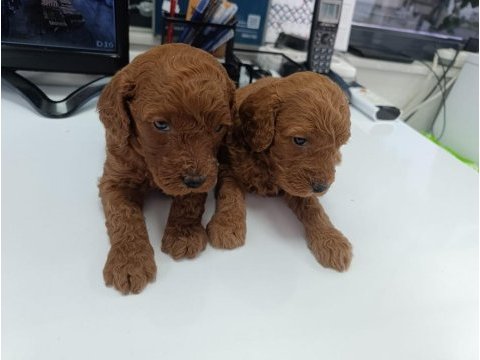 En yakışıklı yavru poodle köpekler