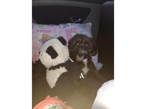 Morkie terrier 7 aylık erkek