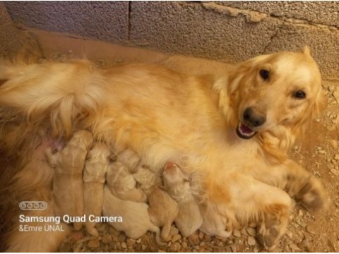 Golden retriever yavrular